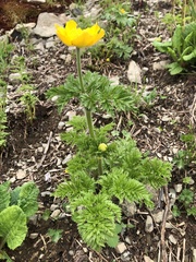 Pulsatilla aurea