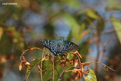 Phocides urania urania