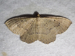 Chrysolarentia microcyma