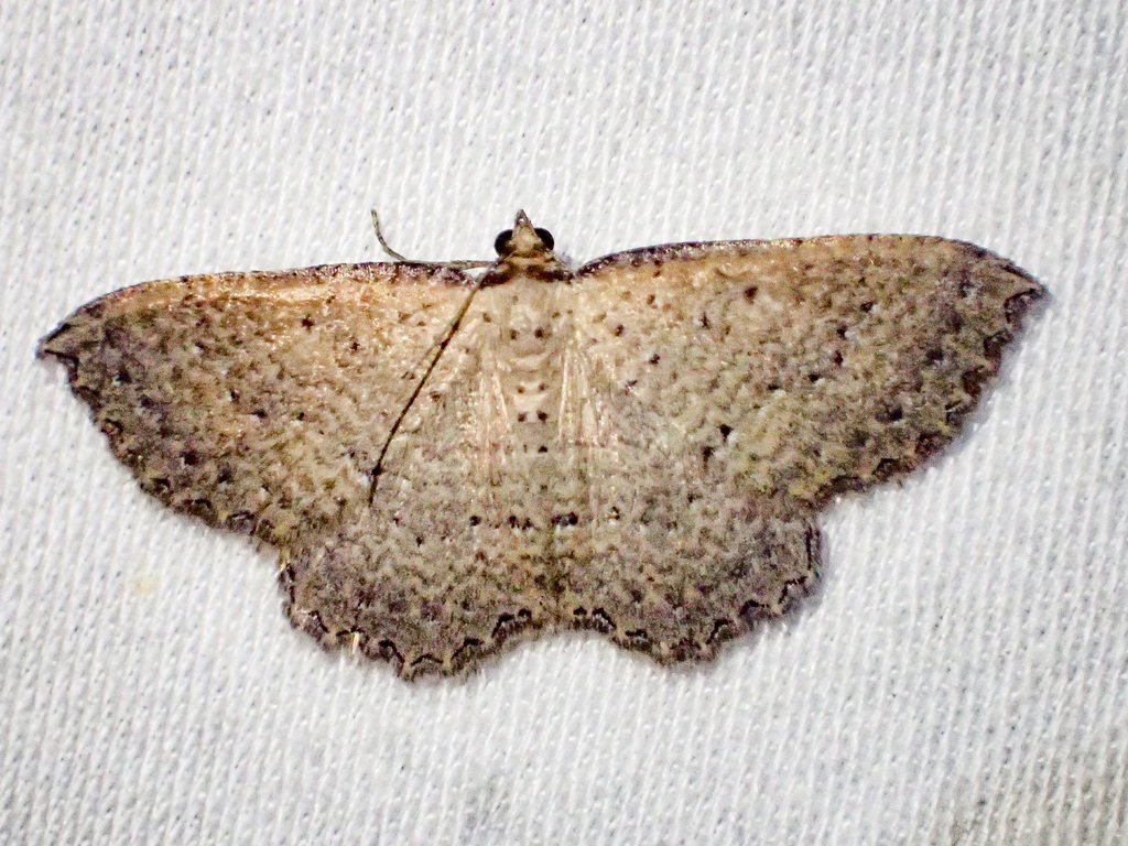 Finely-marked Carpet