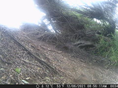 Dasyornis broadbenti