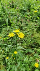 Crepis capillaris