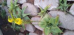 Bulbine latifolia latifolia