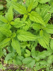 Urtica dioica
