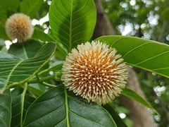 Neolamarckia cadamba