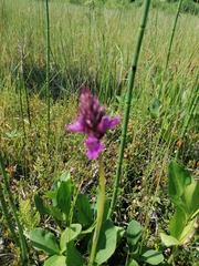 Dactylorhiza traunsteineri