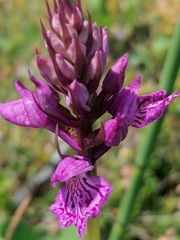 Dactylorhiza traunsteineri