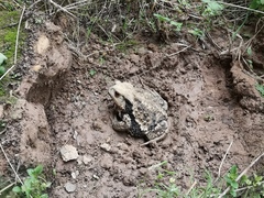 Bufo gargarizans