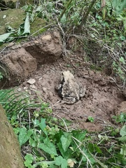 Bufo gargarizans