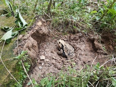 Bufo gargarizans