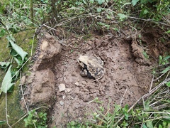 Bufo gargarizans