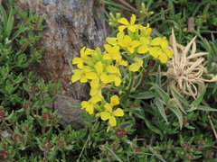 Erysimum nevadense