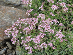 Hormathophylla spinosa