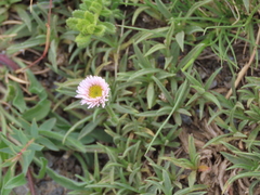 Erigeron major