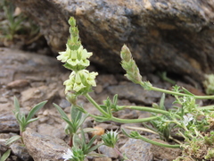 Sideritis glacialis