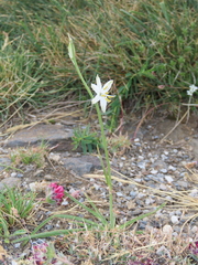 Anthericum baeticum