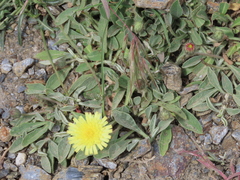 Pilosella pseudopilosella