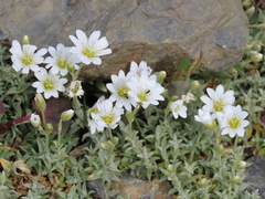 Cerastium gibraltaricum