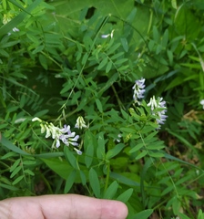 Vicia biennis