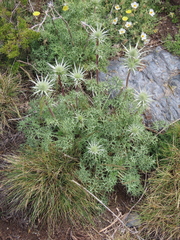 Eryngium glaciale