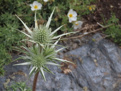 Eryngium glaciale