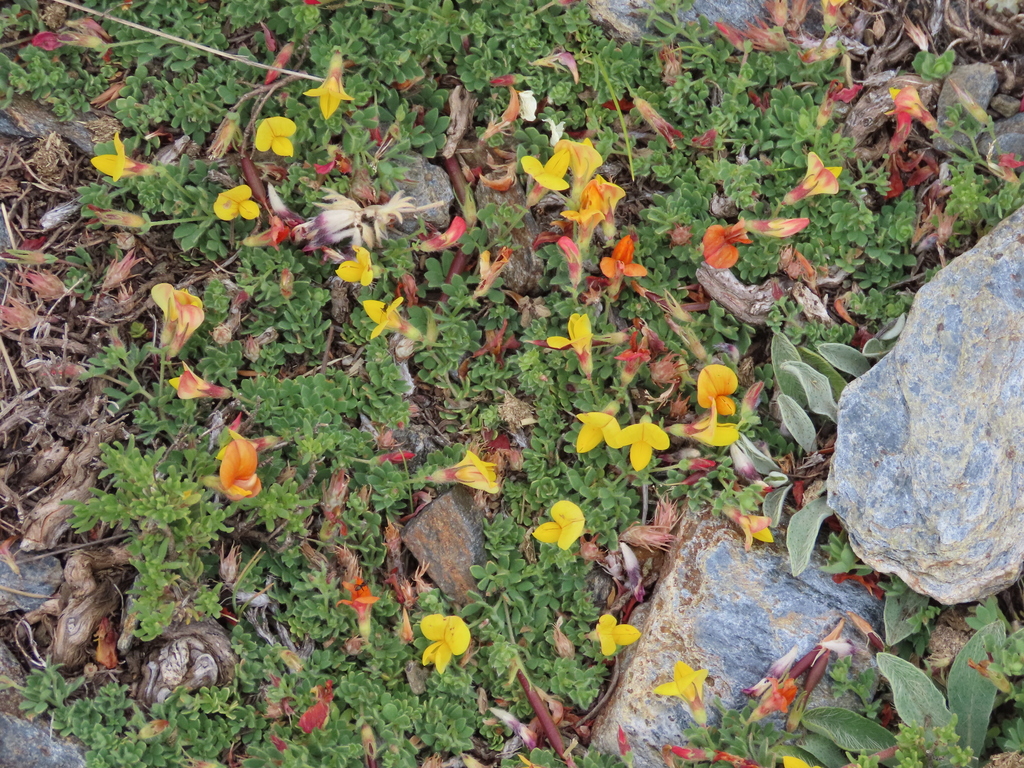 Lotus glacialis