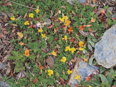 Lotus corniculatus glacialis