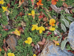 Lotus corniculatus glacialis
