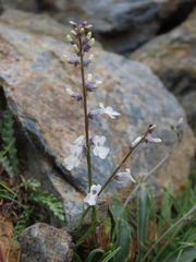 Anarrhinum laxiflorum