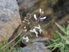 Anarrhinum laxiflorum