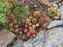 Sempervivum minutum