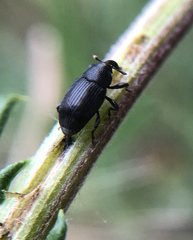 Baris artemisiae