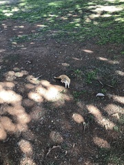 Cynictis penicillata