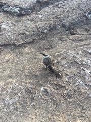 Mimus parvulus bauri
