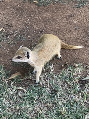 Cynictis penicillata