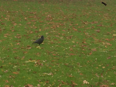 Corvus monedula