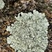 Rock Shield Lichens - Photo (c) c michael hogan, some rights reserved (CC BY-NC-SA)