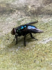 Hypopygiopsis