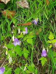 Campanula carnica