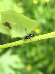 Nemopoda