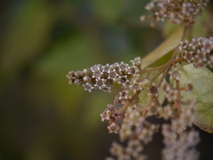 Combretum roxburghii