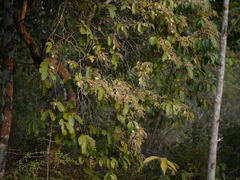 Combretum roxburghii