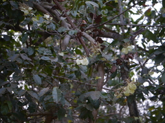 Combretum roxburghii
