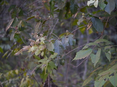 Combretum roxburghii