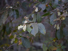 Combretum roxburghii