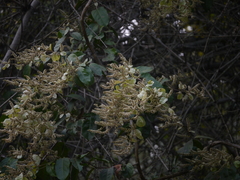 Combretum roxburghii