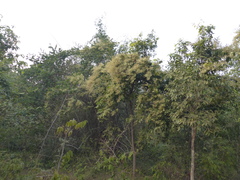 Combretum roxburghii