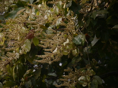 Combretum roxburghii