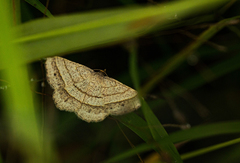 Chiasmia normata