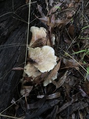 Omphalotus nidiformis